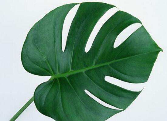 龜背竹怎么養(yǎng)，龜背竹養(yǎng)殖方法