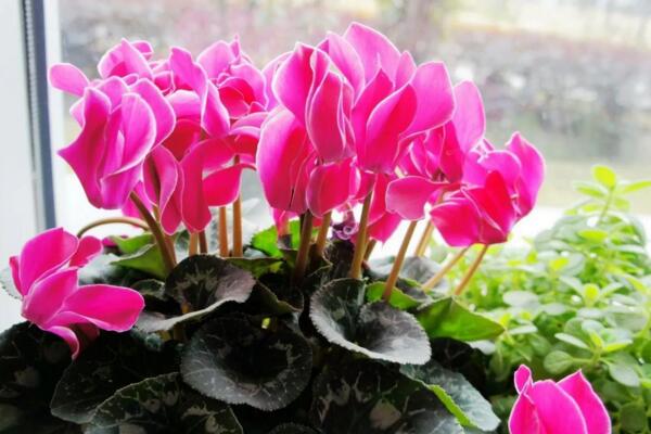 仙客來花期結束了怎么辦，做好以下4步仙客來復花指日可待