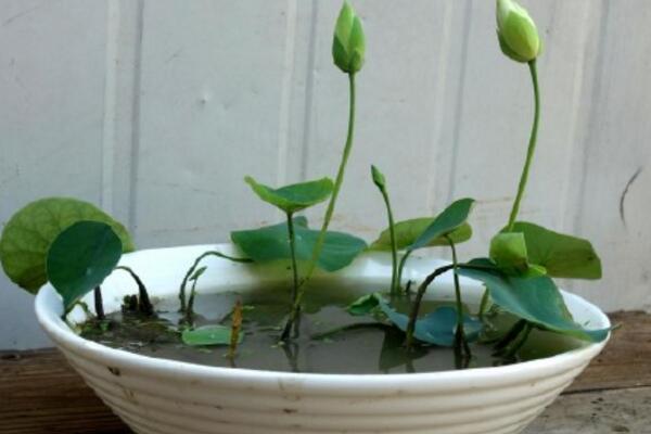 水培荷花的養殖方法，勤換水并保證光照充足