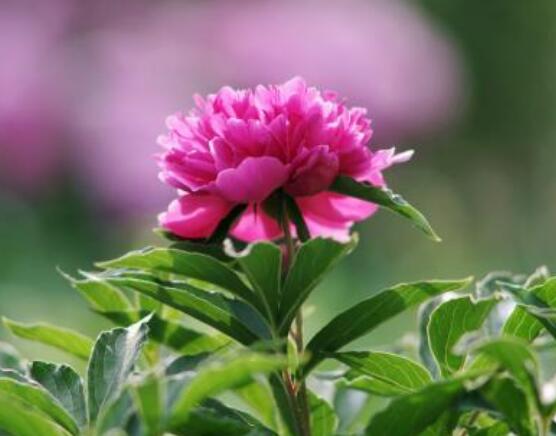 芍藥花能在家里養嗎，吸收陰氣/陽宅鎮不住(迷信說法)