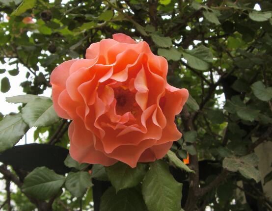 薔薇花修剪，薔薇花五點修剪小步驟
