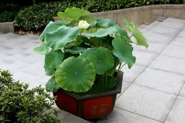 荷花種子怎么種，5步即可完成荷花的種植