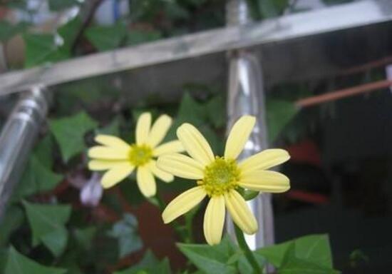 常春藤會(huì)開花嗎，常春藤什么時(shí)候開花