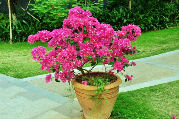 三角梅冬天落葉嗎，溫度過低導致植株葉片掉落