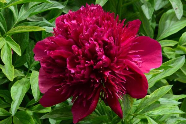 芍藥花的養(yǎng)護，芍藥養(yǎng)護技巧介紹
