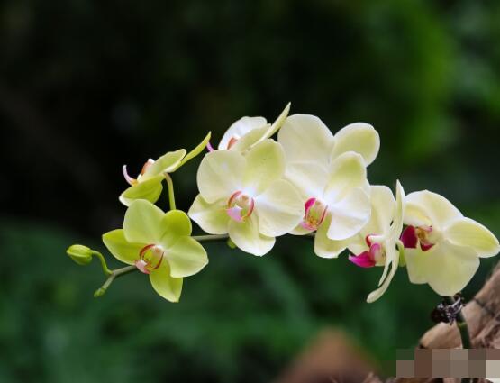 蘭花澆水方法，不同環(huán)境不同澆水量(光照溫度)