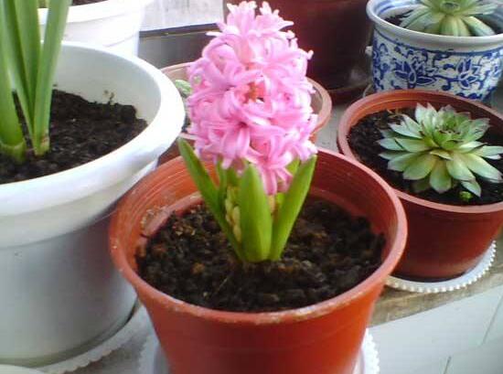 風信子的花期有多長，風信子不開花怎么辦