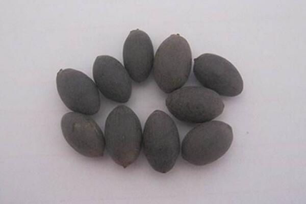 荷花種子怎么種，5步即可完成荷花的種植