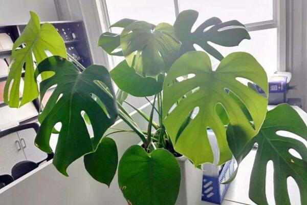 龜背竹怎么養護，龜背竹日常養護5大技巧