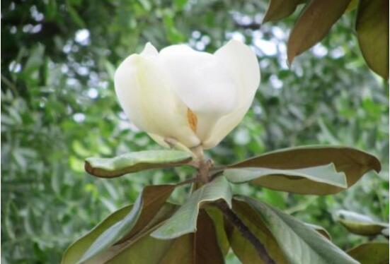 橡皮樹(shù)開(kāi)花嗎，橡皮樹(shù)多久開(kāi)花(一年兩次）