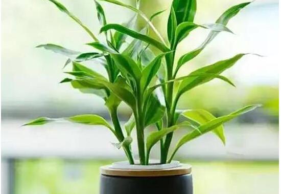 富貴竹花語是什么，富貴竹養幾根才最好