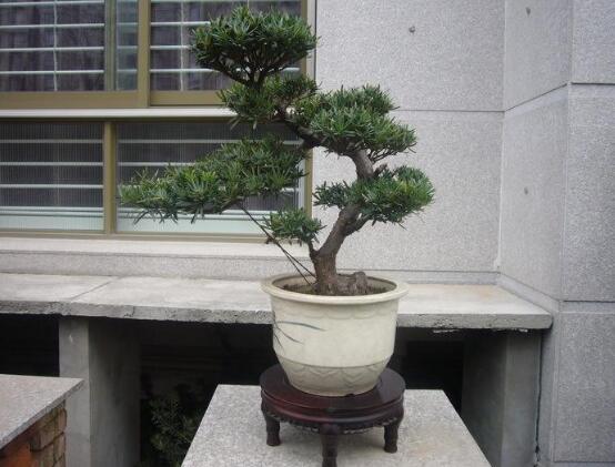 羅漢松品種，盤點羅漢松最珍貴的五大品種
