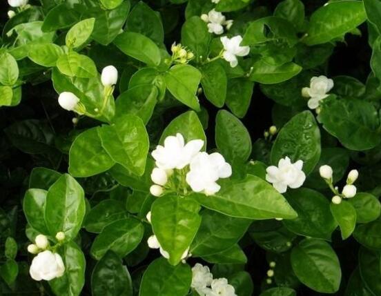 虎頭茉莉怎么修剪，三個(gè)簡單方法便可美觀