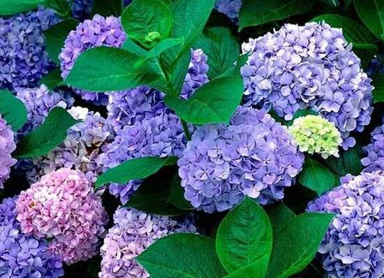 繡球花怎么養，繡球花的養殖方法