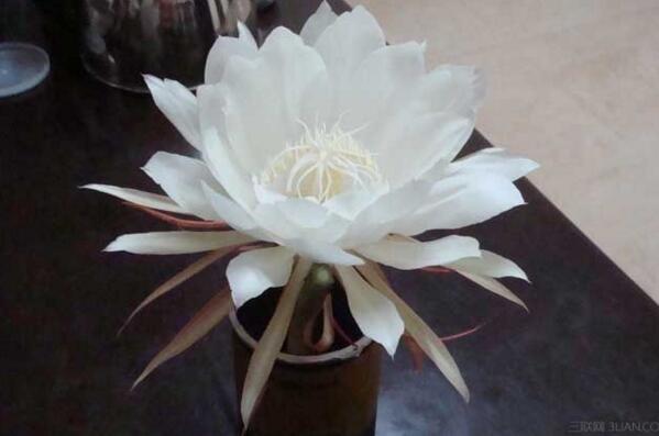 仙人球花和曇花的區(qū)別，顏色、大小、花瓣都可以進行區(qū)分