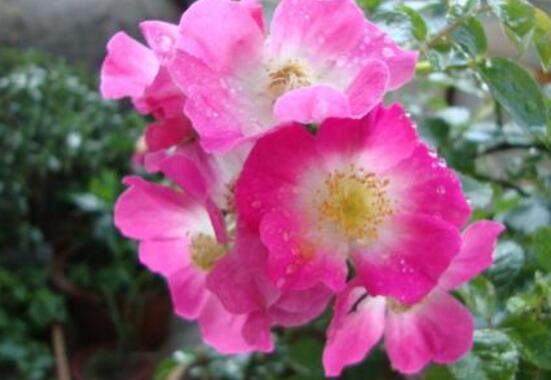 薔薇花的養殖方法和注意事項，八大養殖方法和注意事項