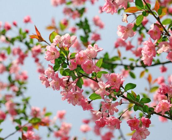 家里為什么不能養海棠花，迷信斷腸花傳說/忌干花養殖(財運不濟)