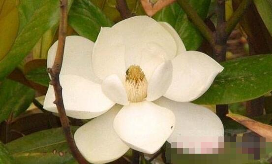 橡皮樹(shù)開(kāi)花嗎，橡皮樹(shù)多久開(kāi)花(一年兩次）
