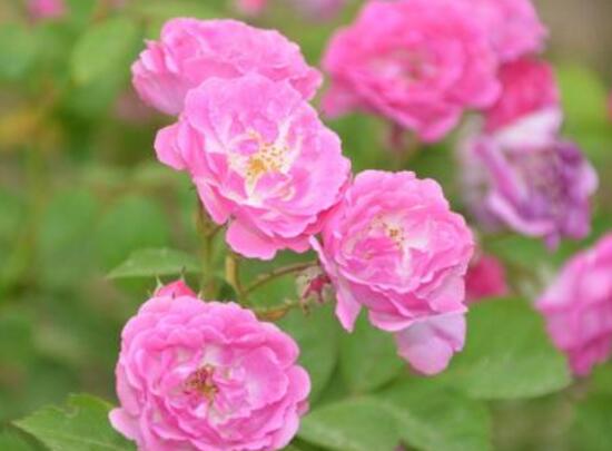 薔薇花葉子發黃怎么辦，薔薇花葉子發黃解決辦法