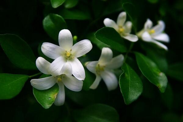 九里香的花期是什么時(shí)候，每年4月開花（花期為4個(gè)月）