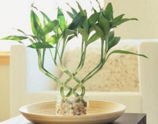 富貴竹開花什么預兆，富貴竹什么時候開花