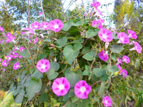 爬藤牽牛花苗要摘心嗎，需要/利于多次開花