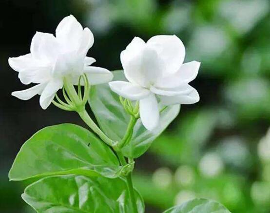 茉莉花施什么肥好，茉莉花施磷鉀肥和有機肥最好