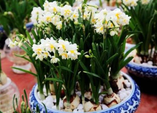 水仙花的栽培技術(shù)，盤點水培與土培簡單操作步驟