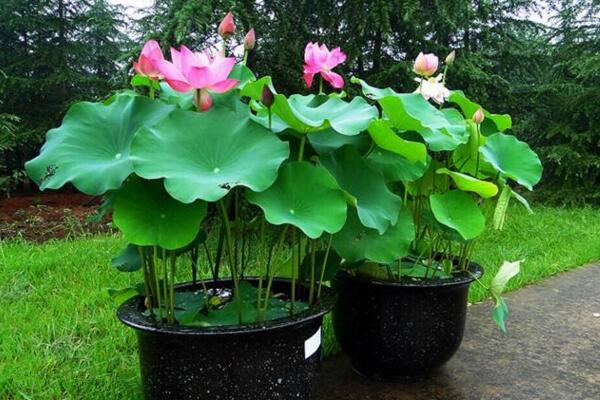 荷花好養(yǎng)嗎，6步教你養(yǎng)好荷花