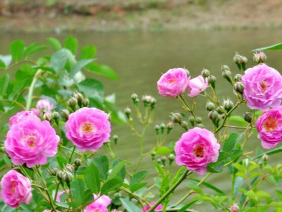 薔薇花怎么牽引爬墻，固定好主枝、延伸修剪后新枝條