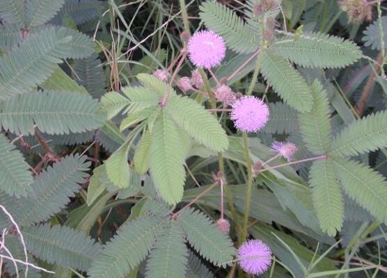 含羞草怎么養(yǎng)開(kāi)花，注意盆土配置、光照充足