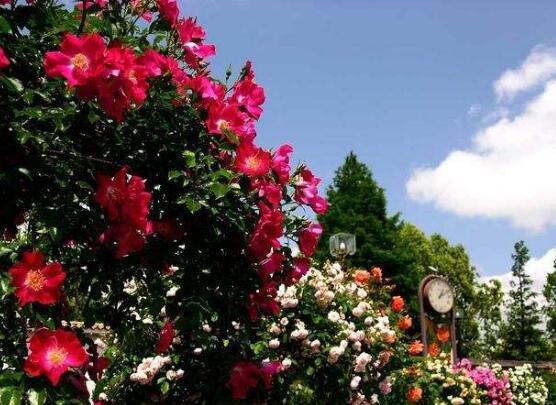 薔薇花的花語和傳說，薔薇花象征著愛情與愛的思念