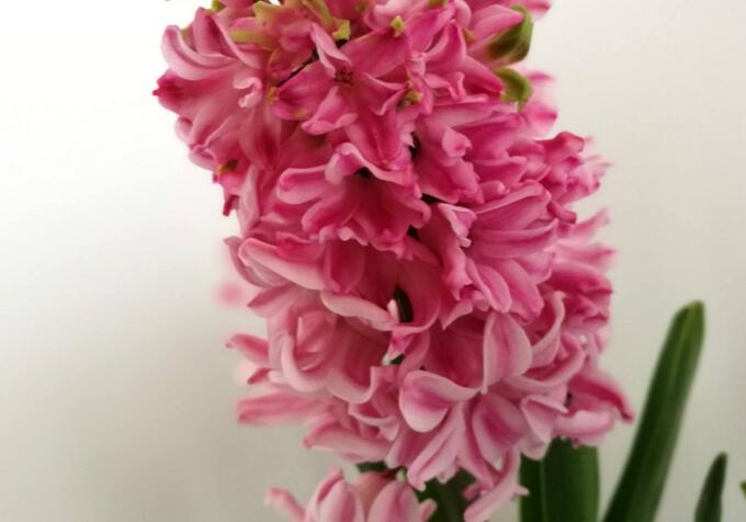 風(fēng)信子花語(yǔ)大全，不同的顏色不同的含義