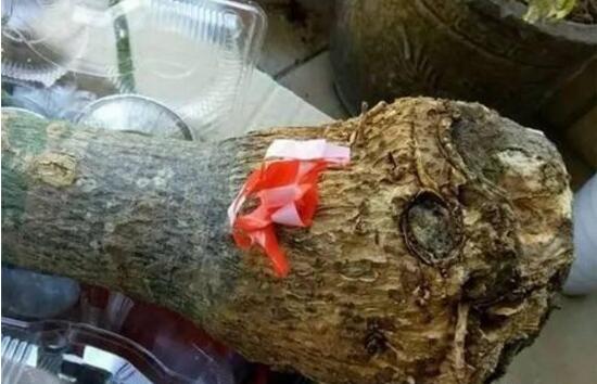 發(fā)財樹能水培嗎，教你快速學會發(fā)財樹水培方法