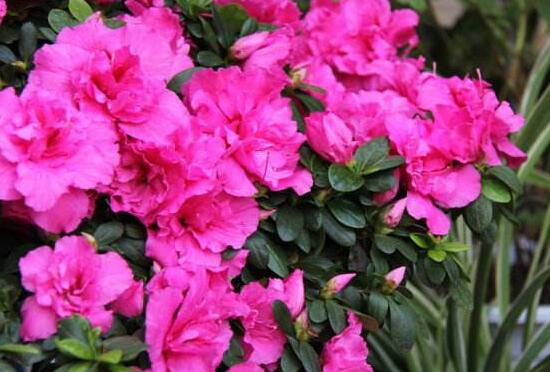 家里為什么不能海棠花，家里養(yǎng)海棠花不吉利