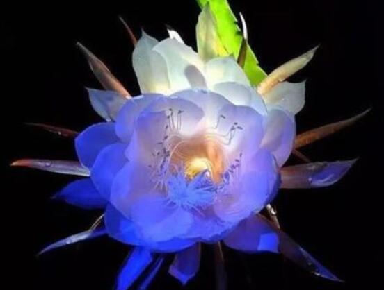 曇花怎么澆水，不同季節不同澆水量(見干見濕)