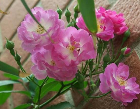 野薔薇花，野薔薇花特點(diǎn)