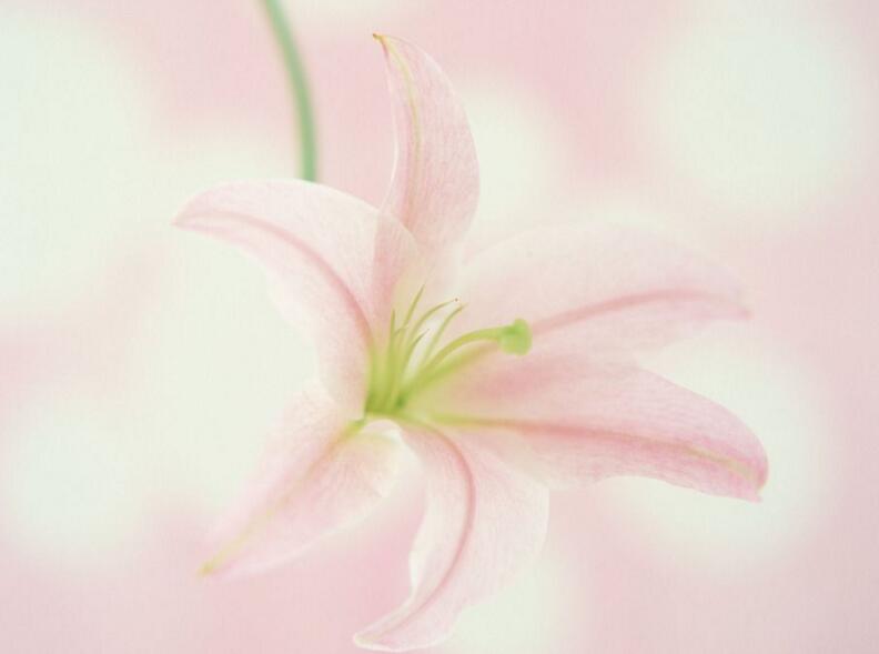 百合花寓意，不同的國(guó)家有著不同的寓意