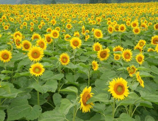 向日葵代表什么意思，代表著太陽、沉默的愛(不同朵數不同意義)