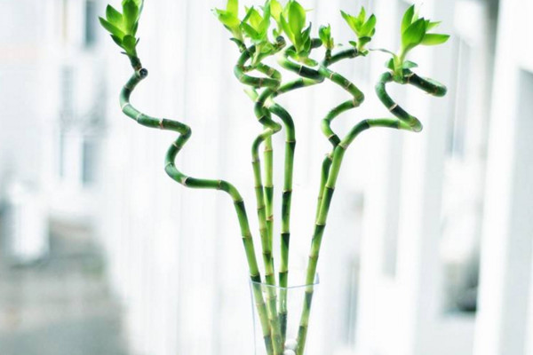 富貴竹怎么養(yǎng)才能生根，做好根莖處理工作保持溫度