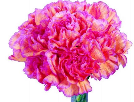 康乃馨一年開(kāi)幾次花，一年只開(kāi)一次花