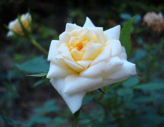 月季適合送給什么人，盤點(diǎn)送五個最適宜人
