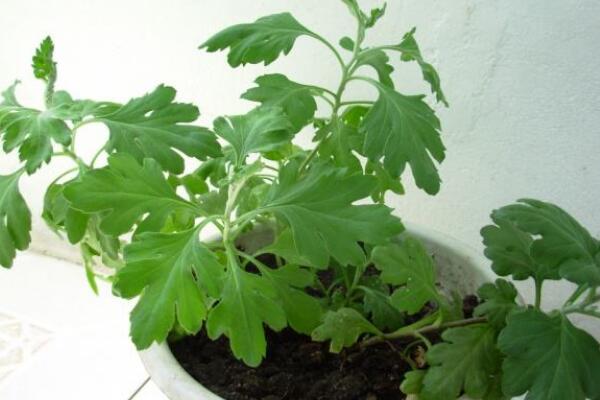 菊花什么時(shí)候扦插好，每年的4~5月扦插成活率最高