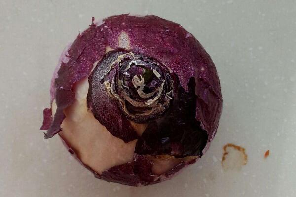 風(fēng)信子花謝了怎么處理，花謝了不要丟、保留種球來年還可以開花