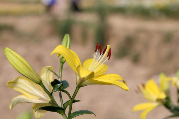 百合花怎么養(yǎng)