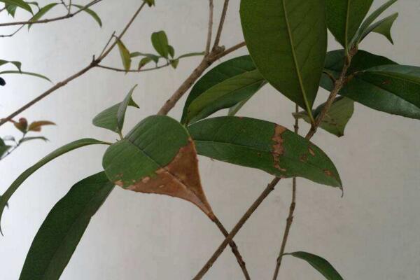 桂花樹葉尖干枯怎么辦，及時(shí)修剪并加強(qiáng)養(yǎng)護(hù)