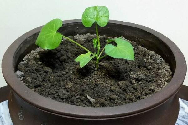 矮牽牛花種子播種方法，只需要簡單的5步即可