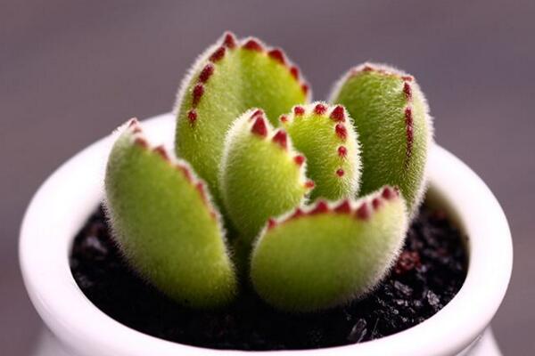 熊童子怎么澆水，熊童子四季澆水方法