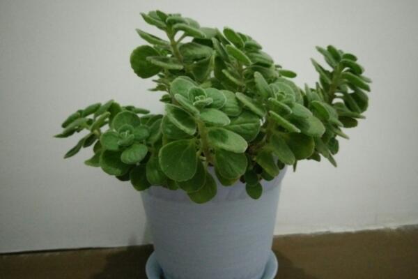碰碰香的禁忌和功效，雖然功效全面但禁忌也不可忽視