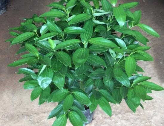 平安樹(shù)圖片，平安樹(shù)開(kāi)花圖片